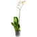 Белая орхидея Фаленопсис в горшке. Белиз